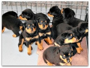 Rotti Rottweiler puppies for sale - Polokwane - free classifieds in ...