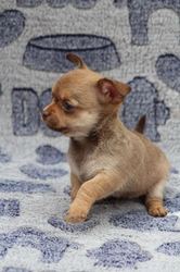 chihuahua puppies for sale in durban