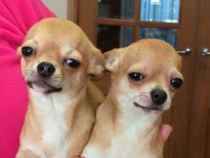 chihuahua puppies for sale in durban