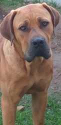 Beautiful Dog For Sale Port Elizabeth Free Classifieds In South Africa