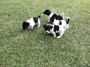 Jack Russell Puppies For Sale Polokwane Free Classifieds In