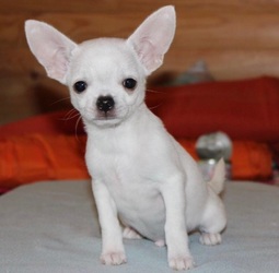 free chihuahua puppies for sale