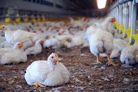 Live Broiler Chickens And Chicks For Sale Colesberg Free