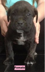 Cane Corso Puppies For Sale Mabopane Free Classifieds In