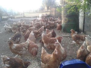 Point Of Lay Chickens For Sale Leghorns Orders Of 50 Or More